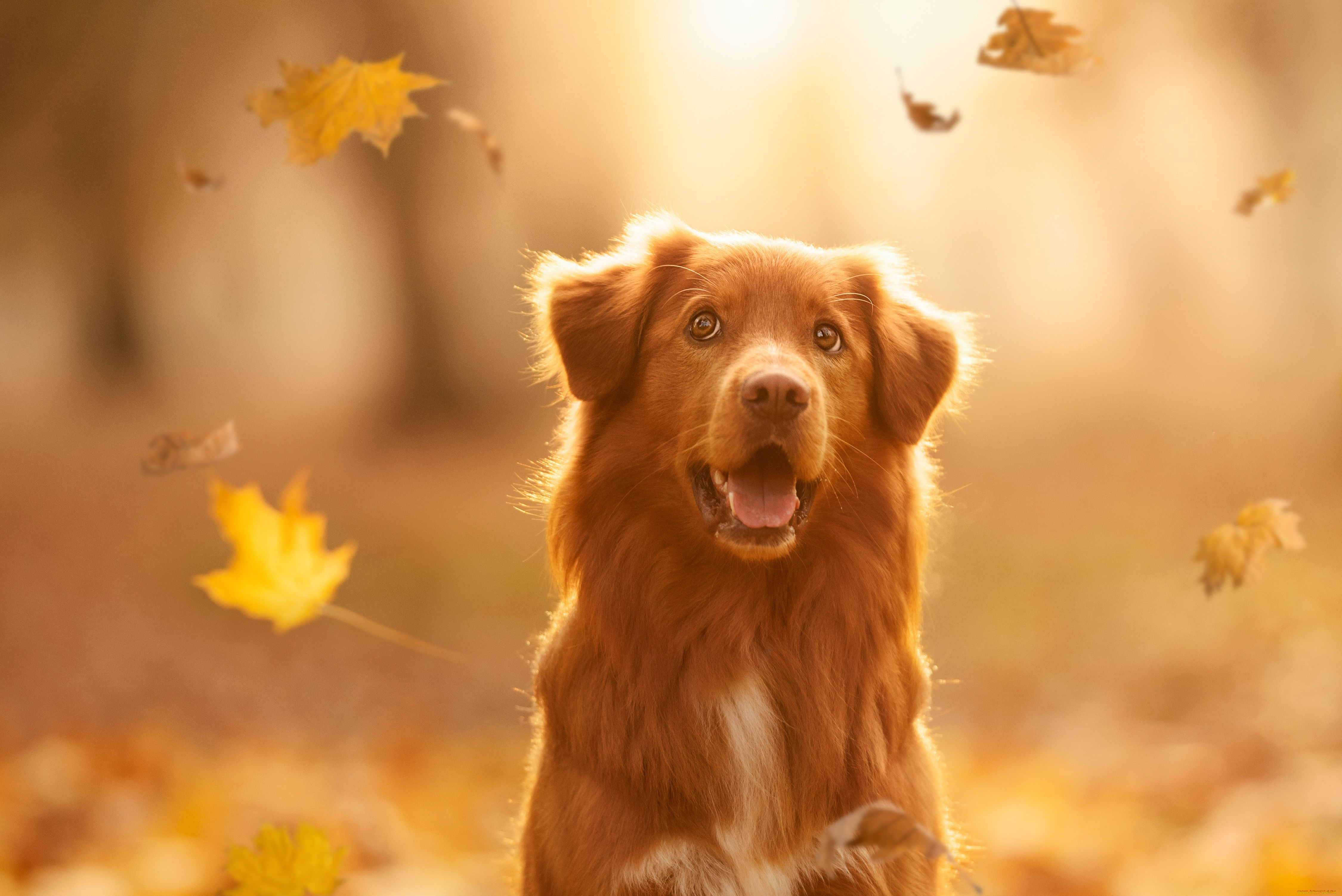 животные, собаки, собака