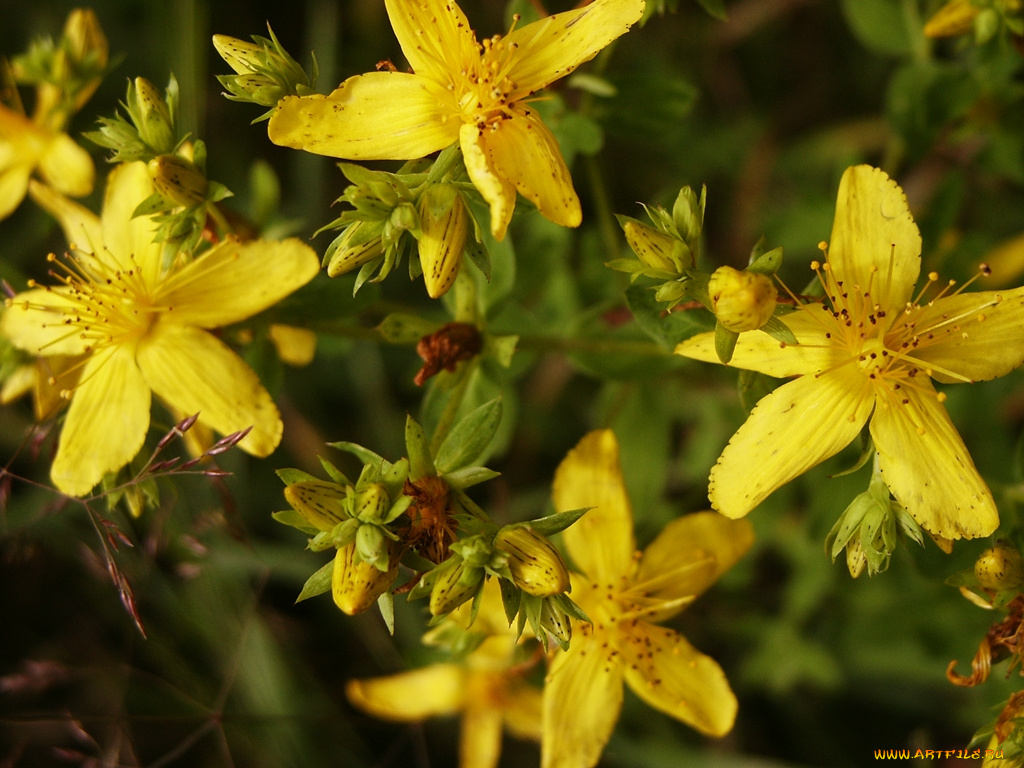 цветы, луговые, полевые