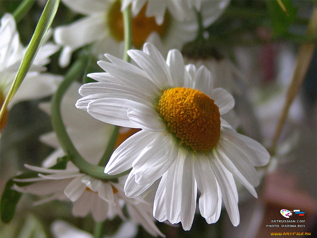 цветы, ромашки