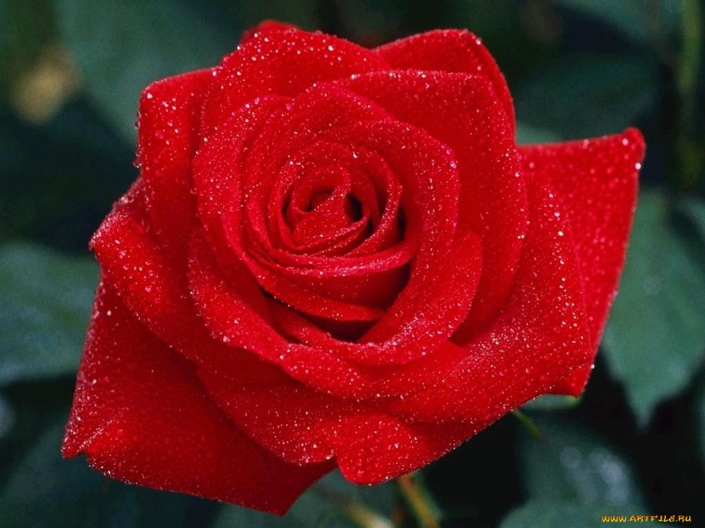 цветы, розы