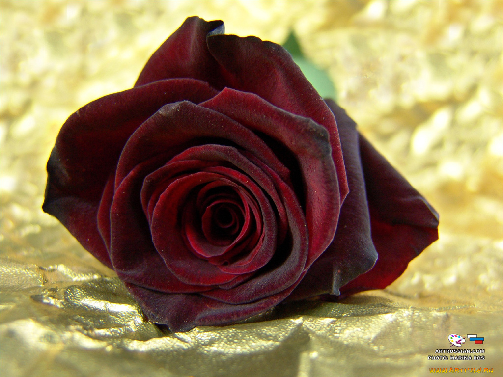 цветы, розы