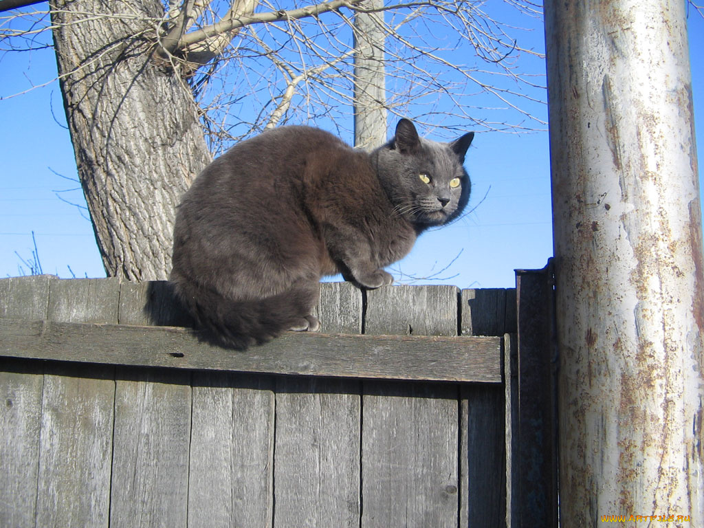 животные, коты