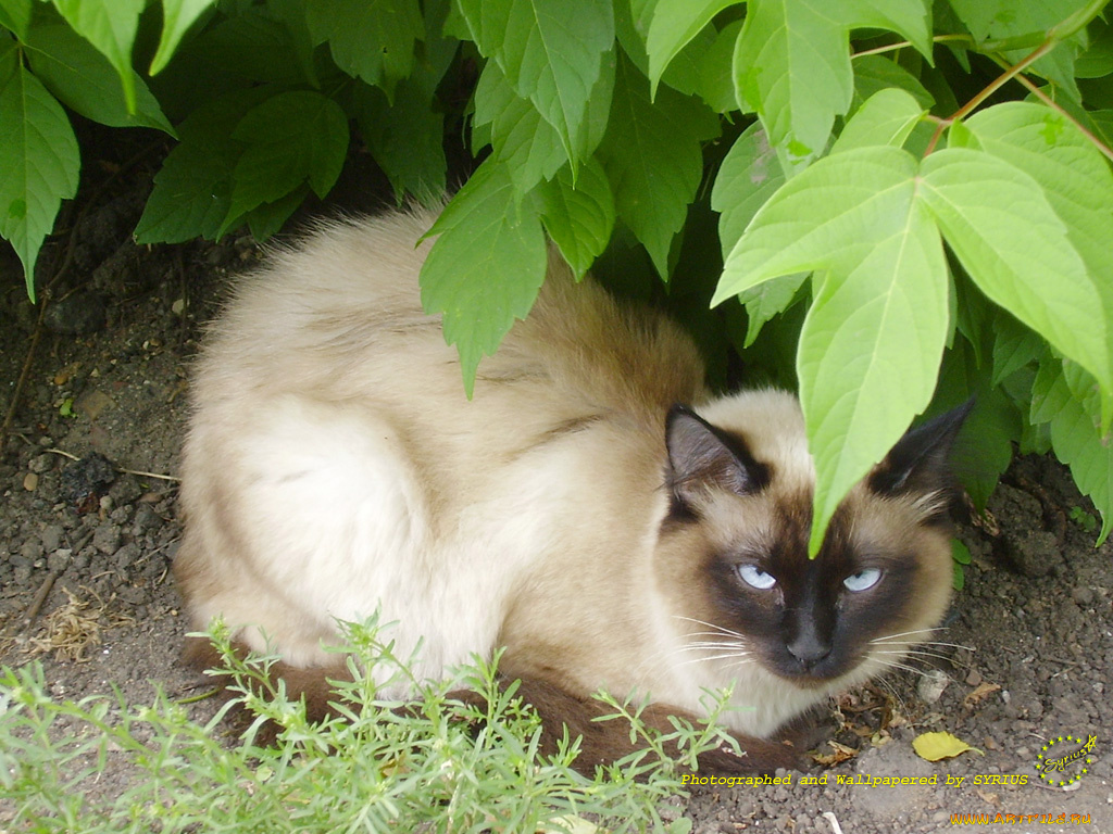 животные, коты