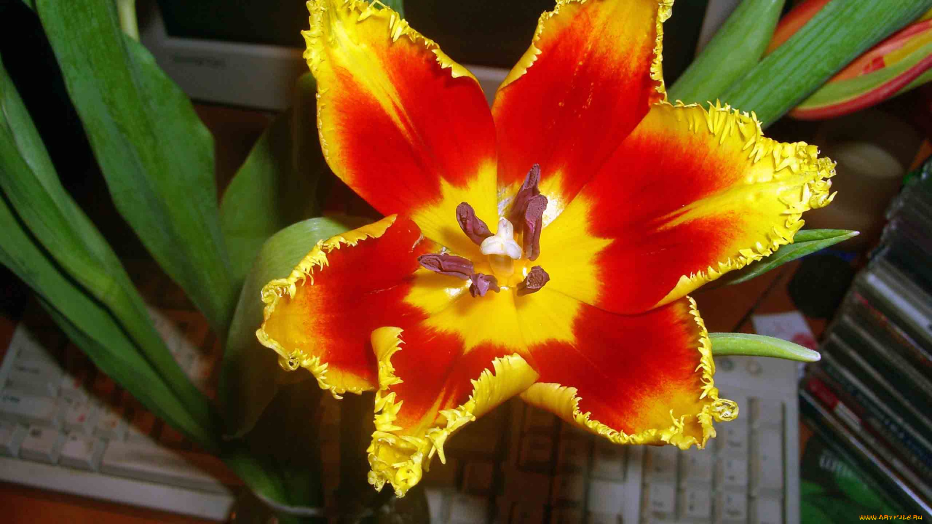 цветы, тюльпаны