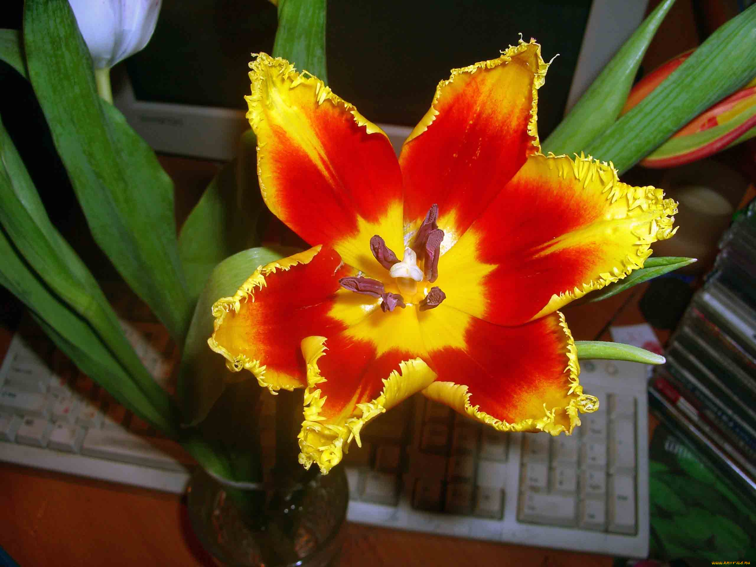 цветы, тюльпаны