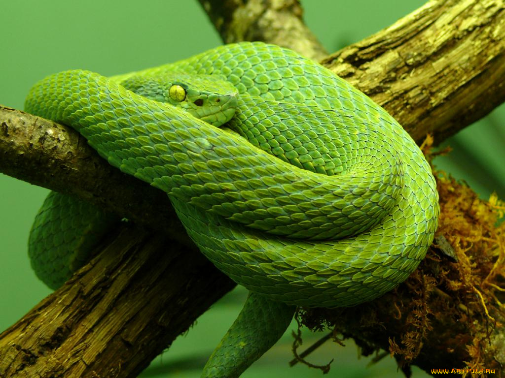 животные, змеи, питоны, кобры