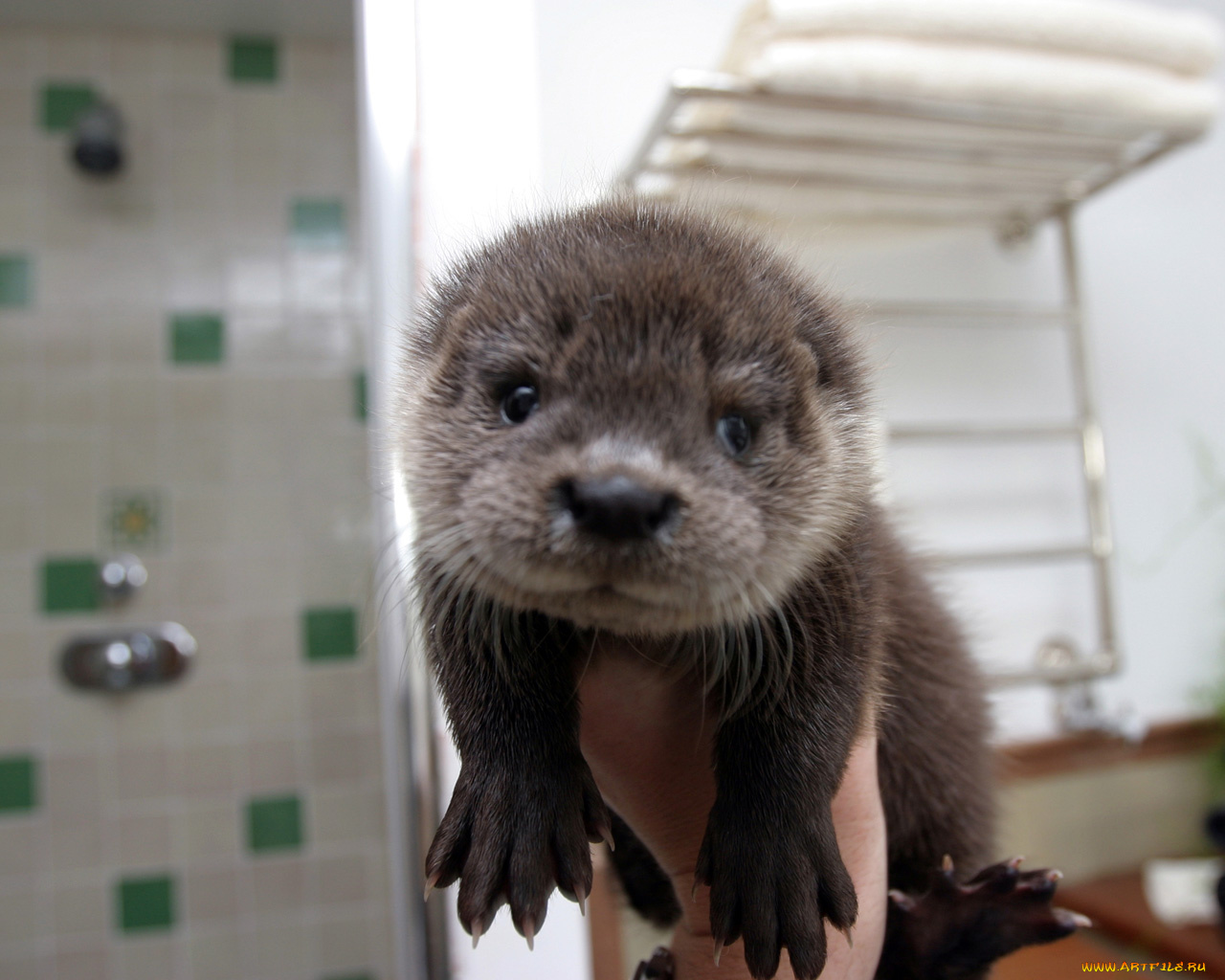 животные, выдры, каланы, ондатры