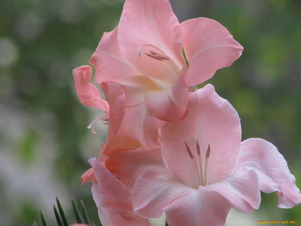 цветы, гладиолусы