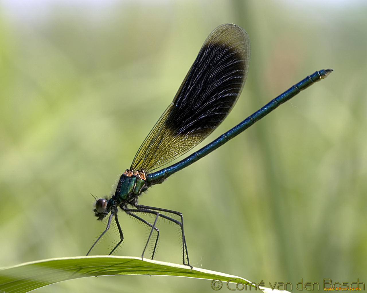 животные, стрекозы