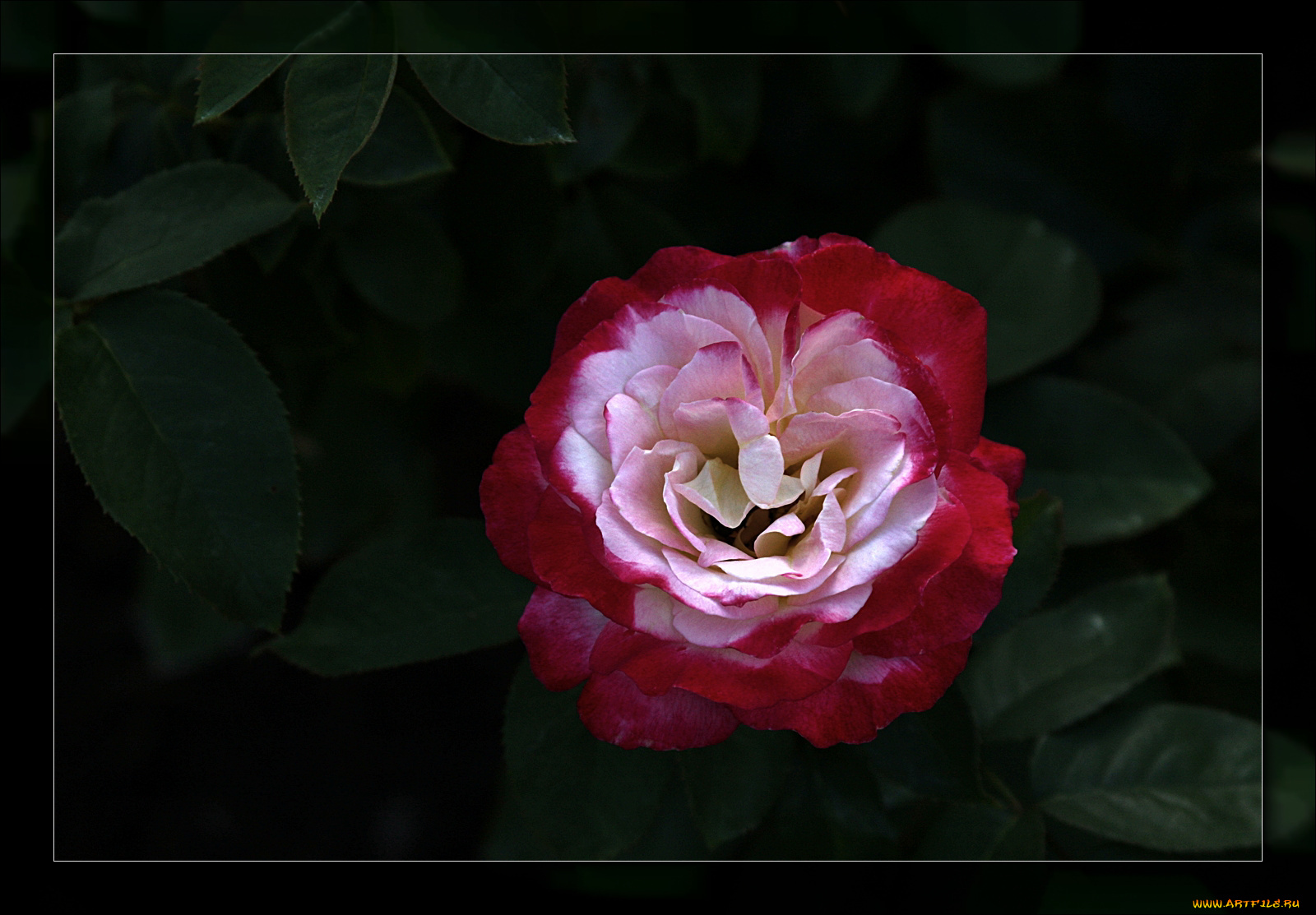 цветы, розы, лепестки