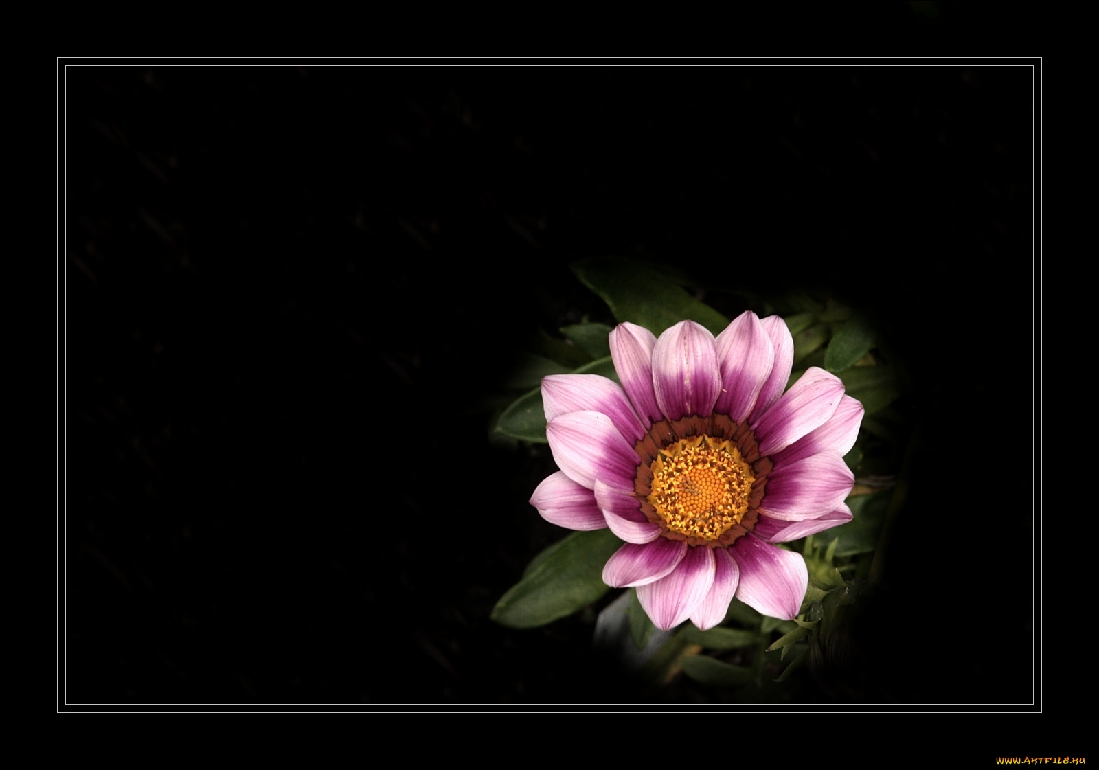 цветы, газания, лепестки