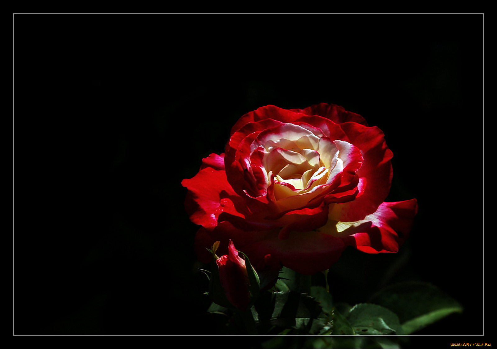 цветы, розы, красный