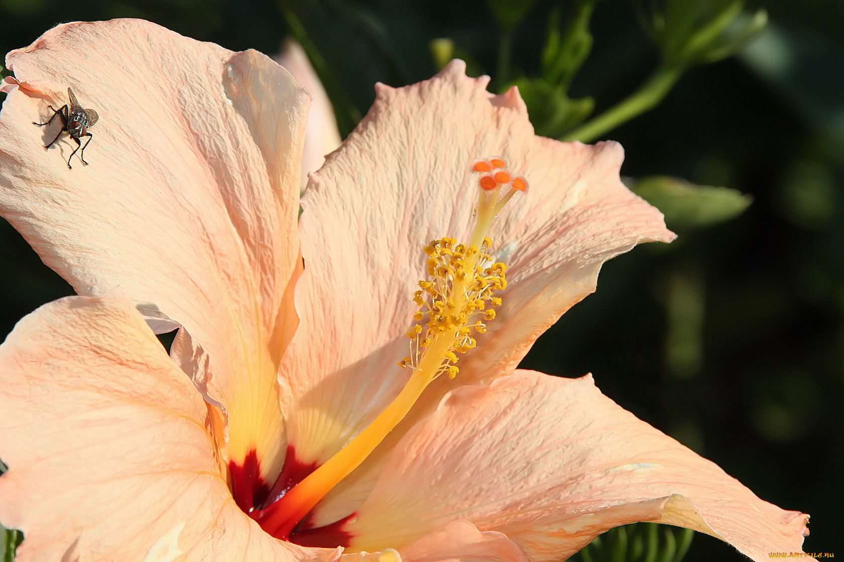 цветы, гибискусы, лепестки