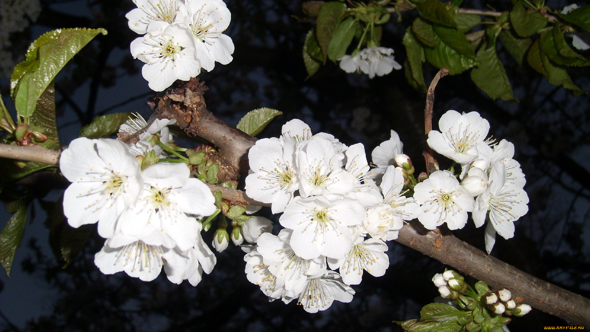 Черешня, цветы, цветущие, деревья, кустарники, ветка, весна, цветение, черешня