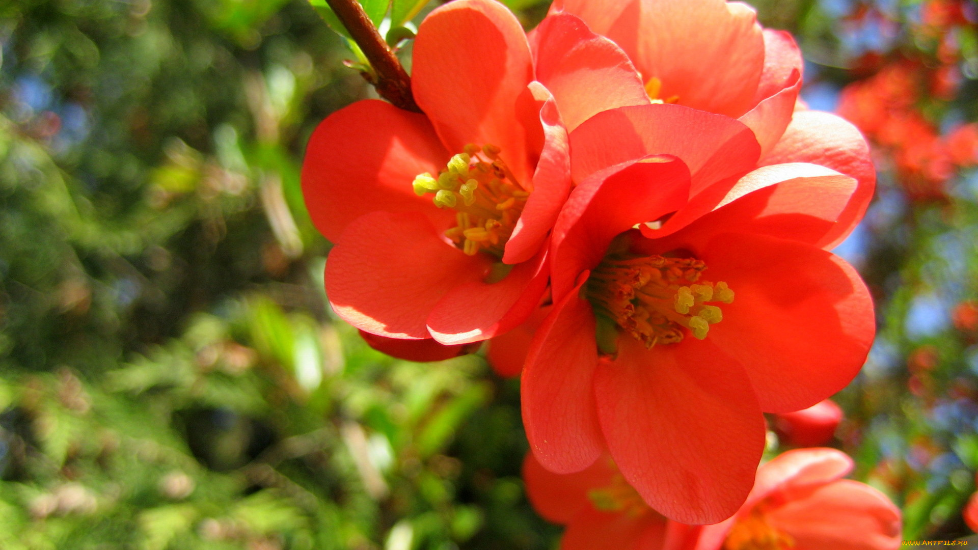 цветы, айва, розовый, гранат