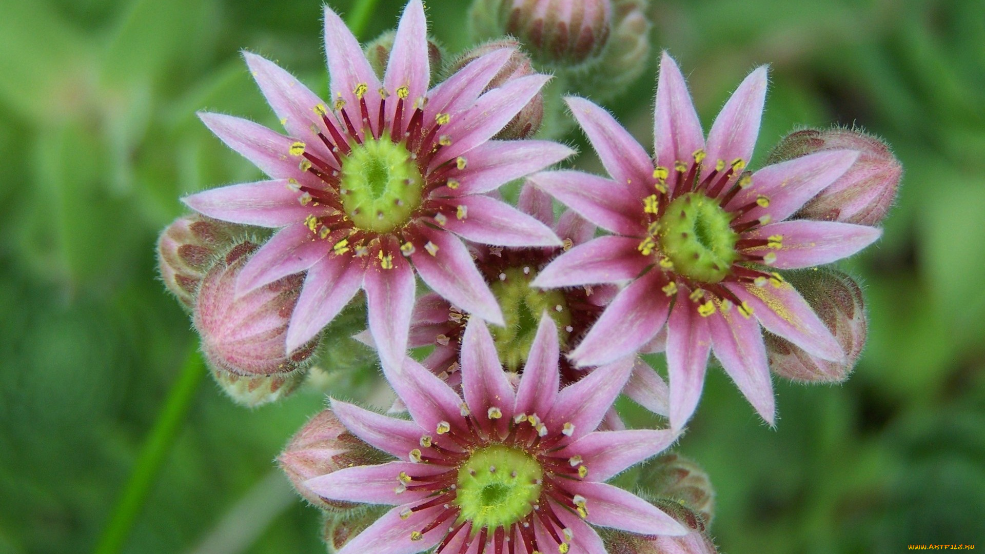 цветы, луговые, полевые, лепестки