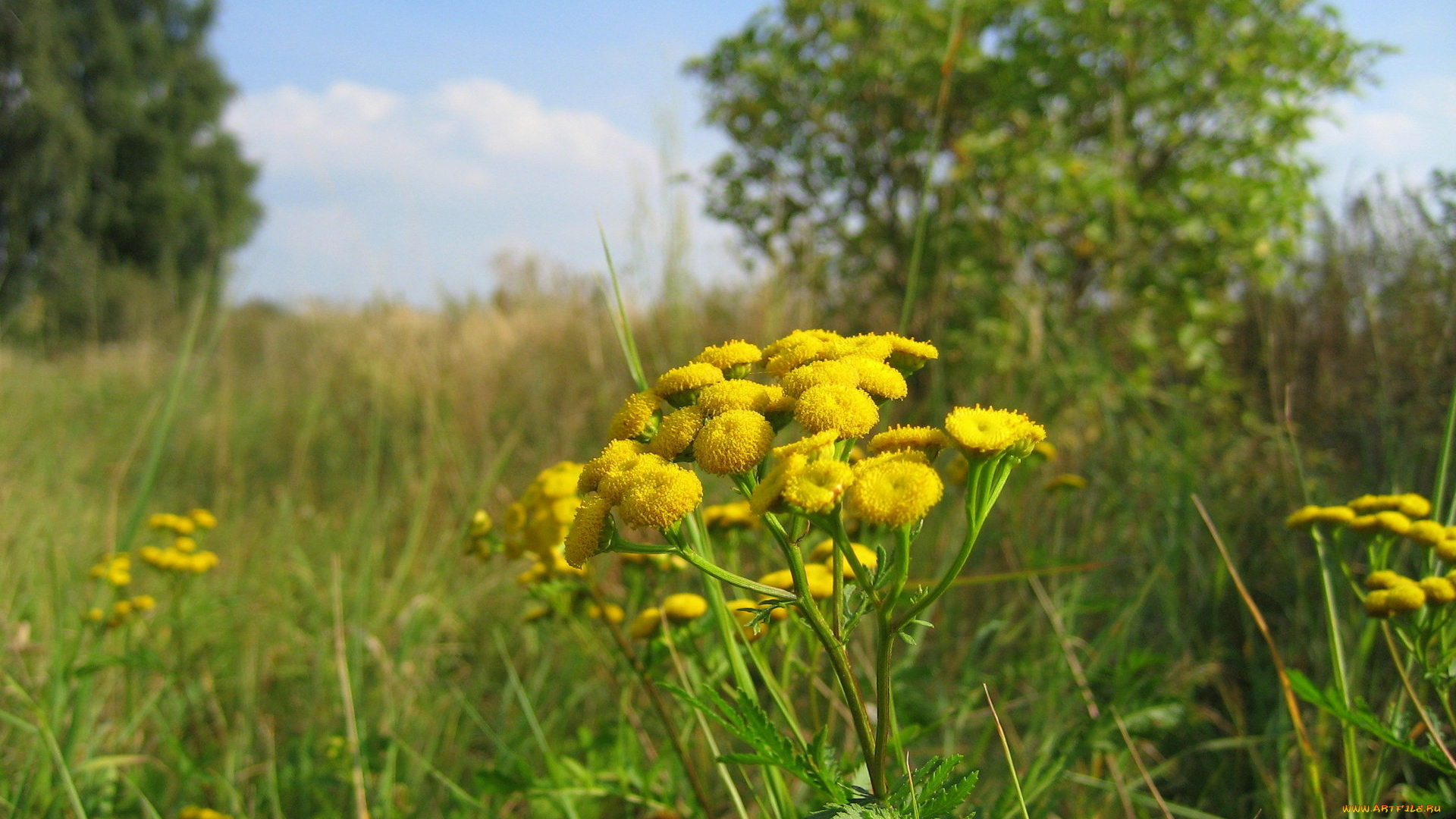 пижма, цветы, луговые, полевые, желтый