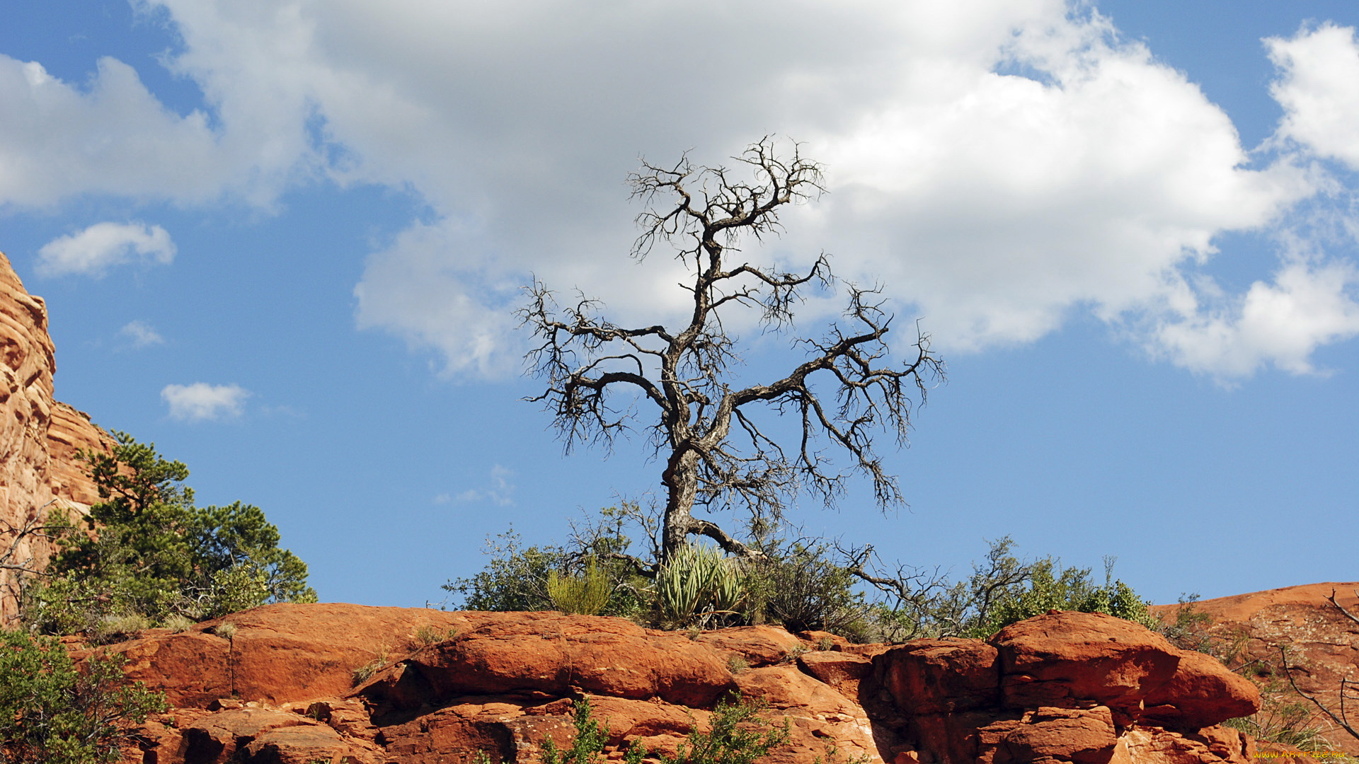природа, деревья, облака, камни