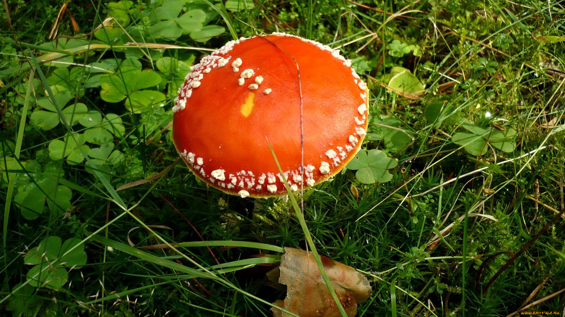 природа, грибы, мухомор, заячья, капуста