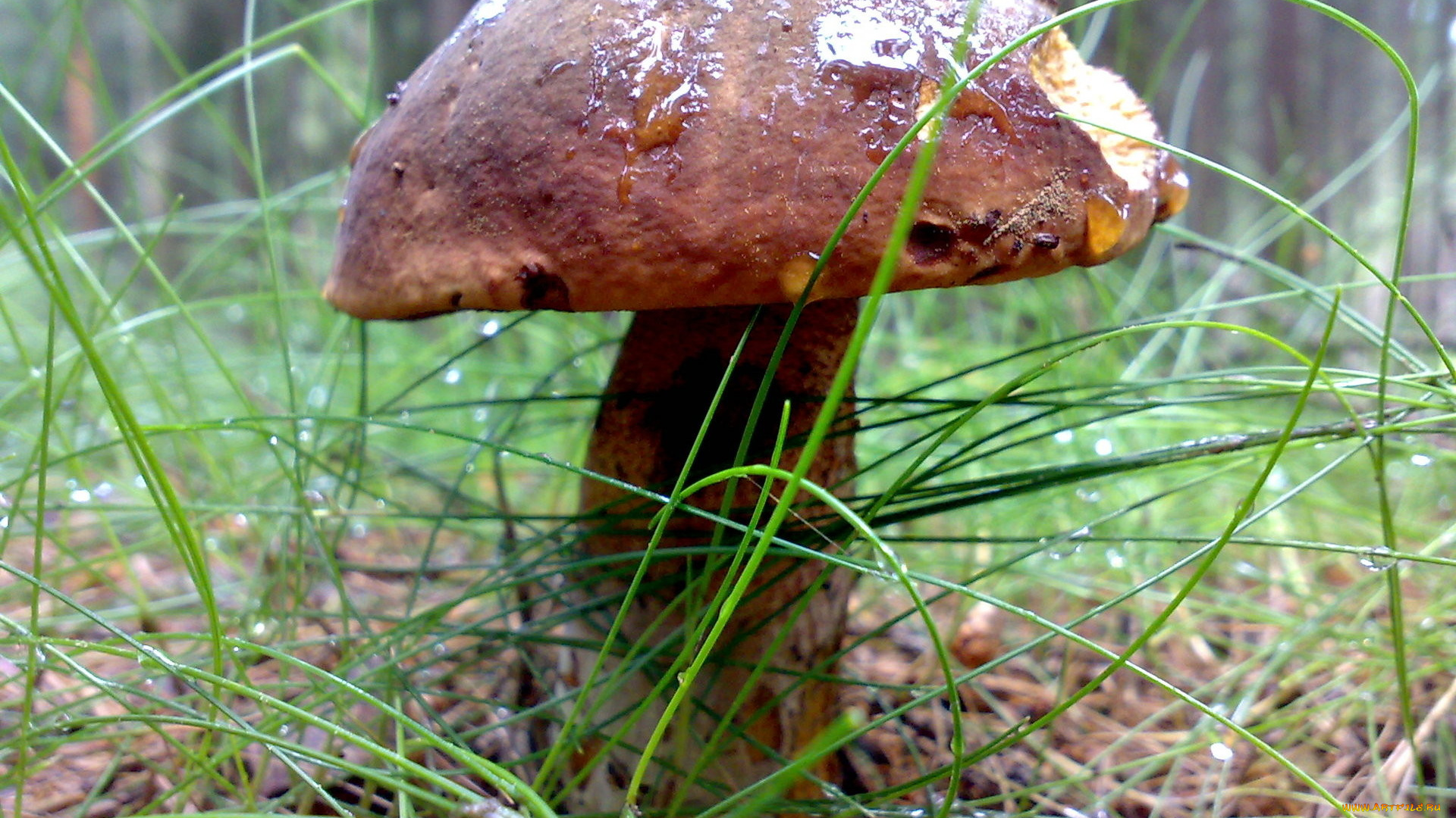 природа, грибы, трава, гриб, капли
