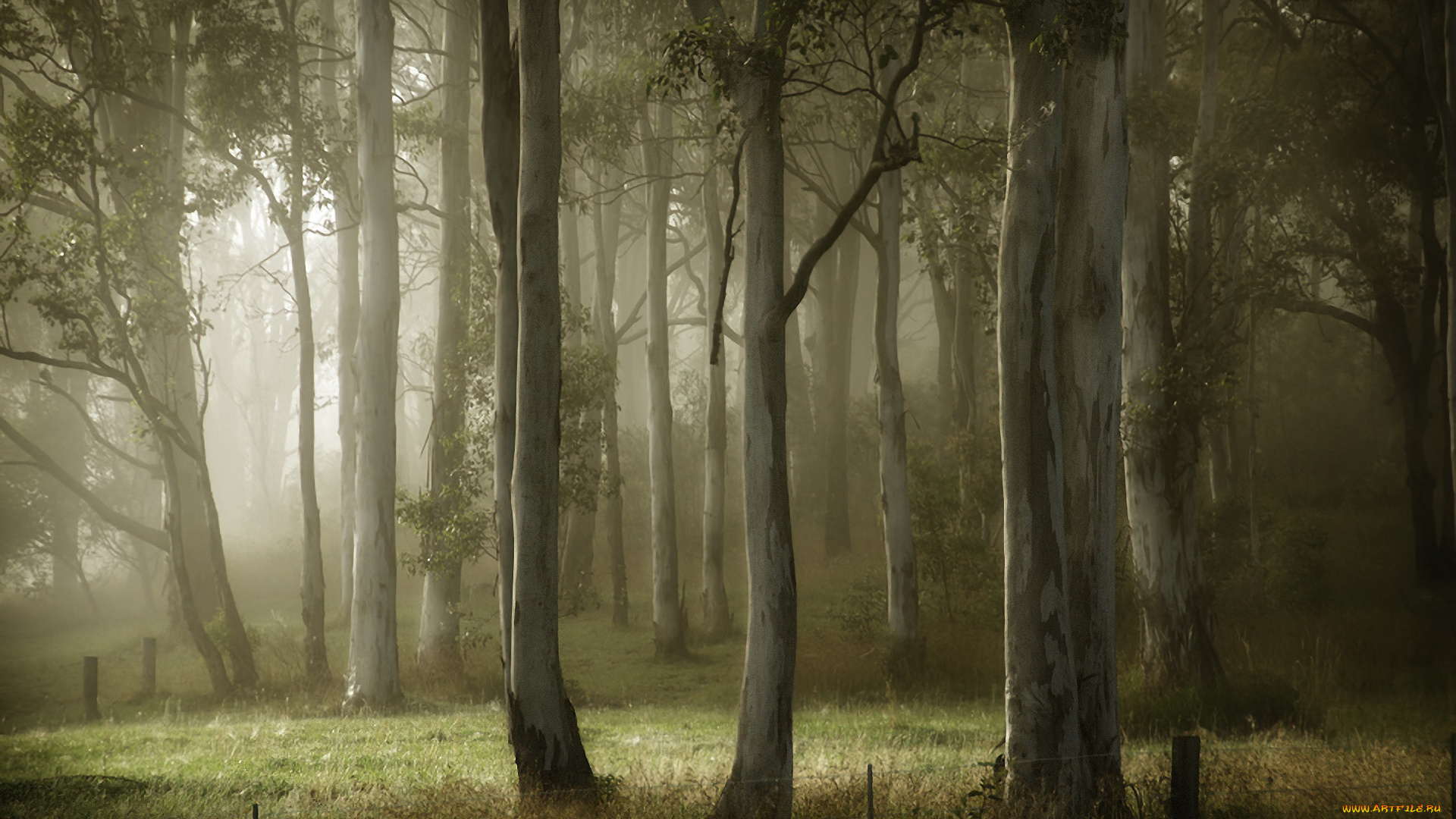 природа, лес, деревья