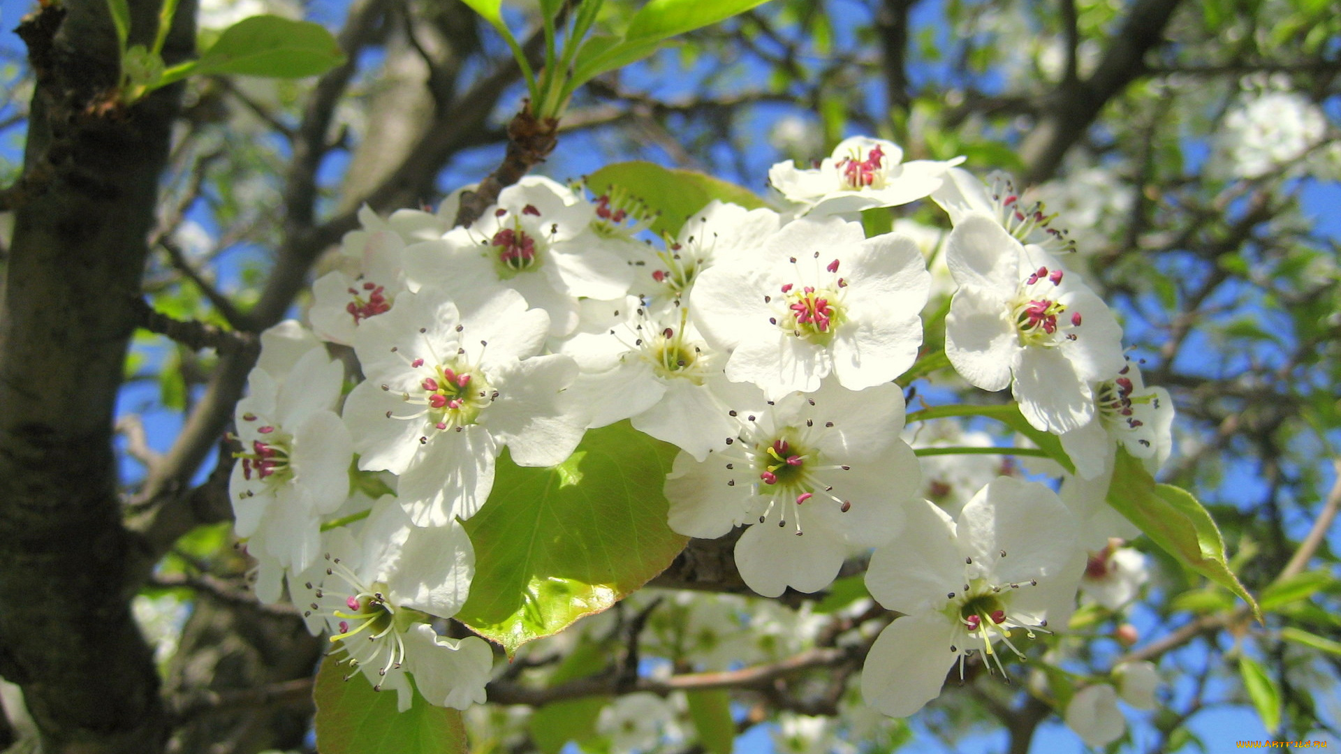 Яблоня, цветы, цветущие, деревья, кустарники, весна, цветение, яблоня