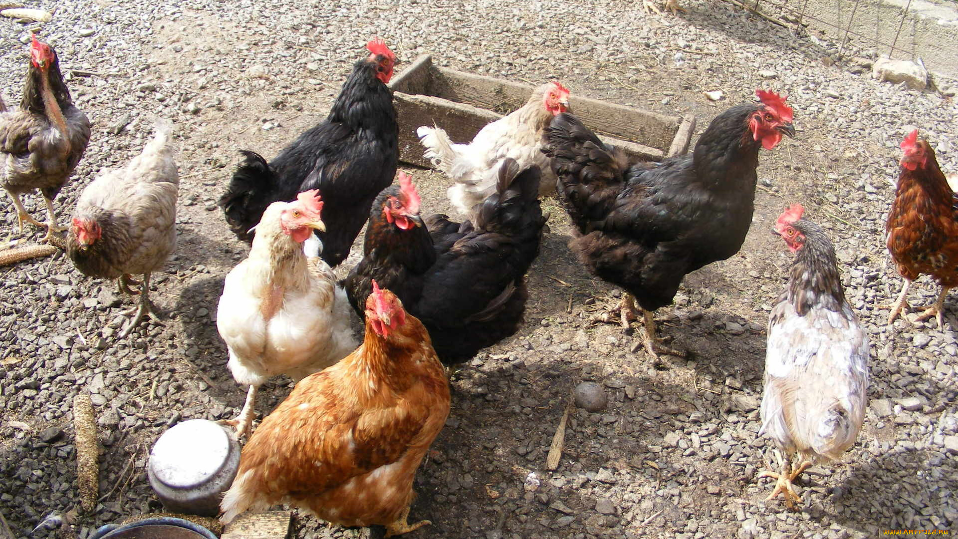 животные, куры, петухи, двор
