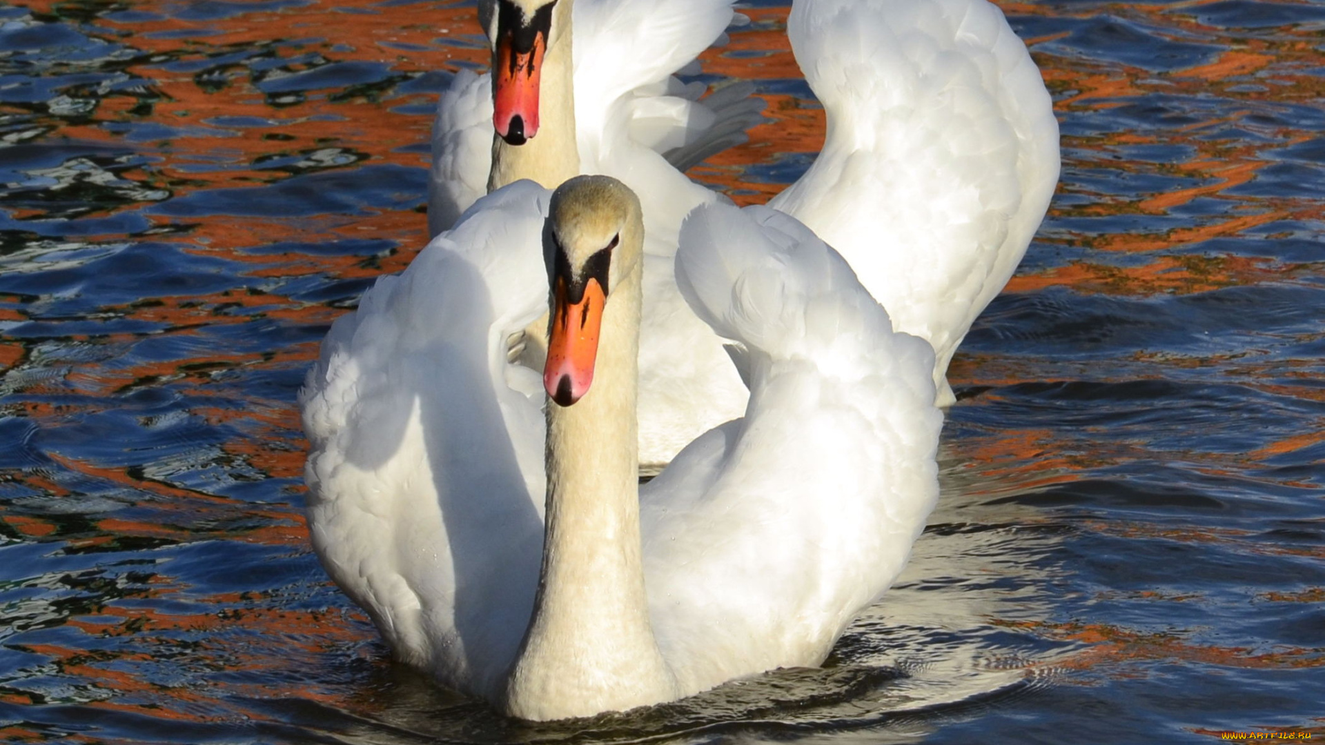 животные, лебеди, вода