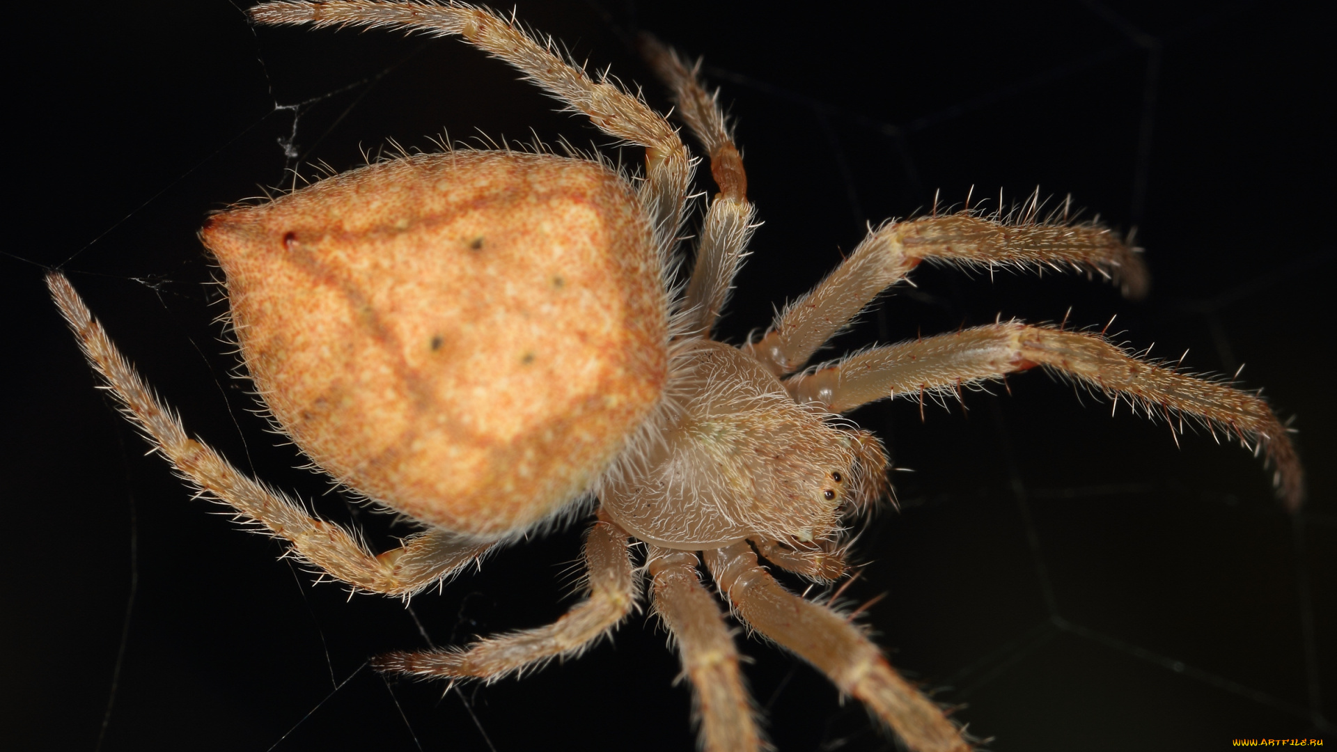 животные, пауки, фон