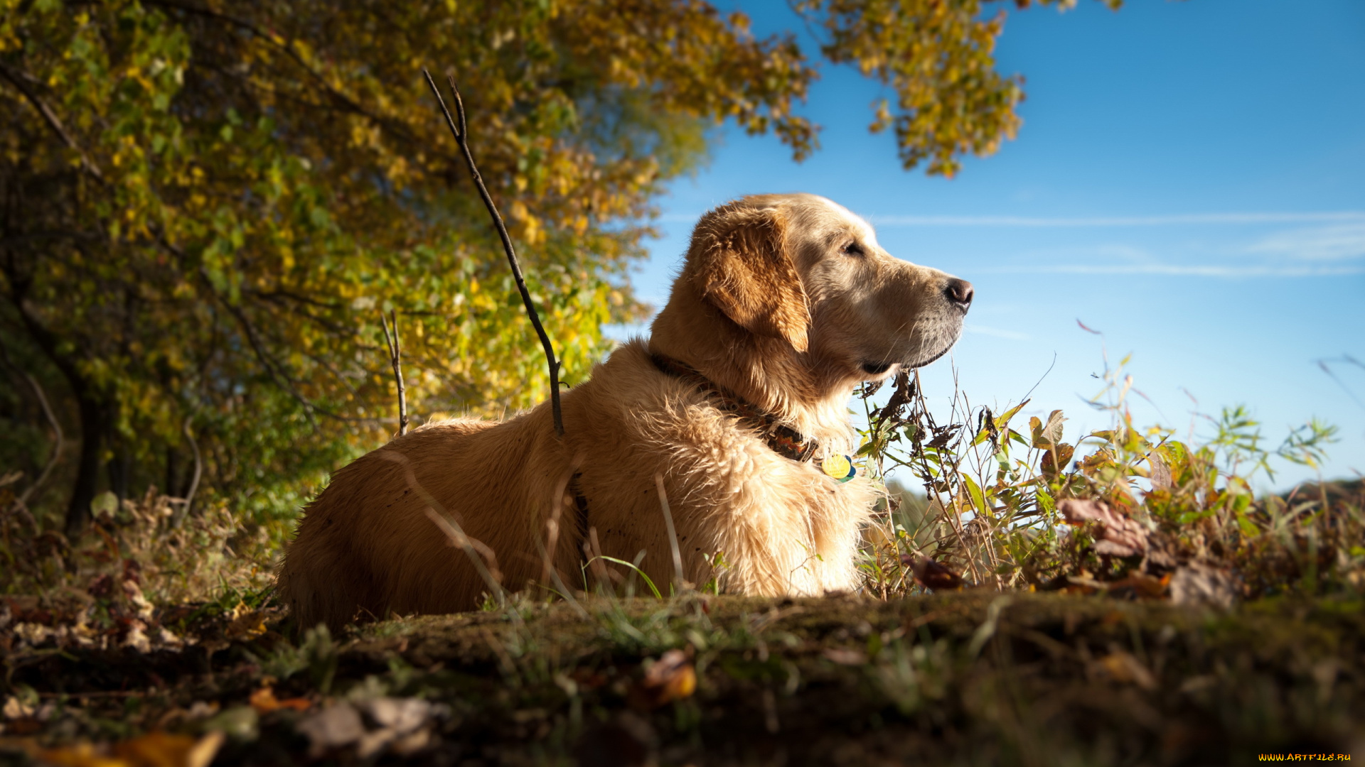 животные, собаки, пёс