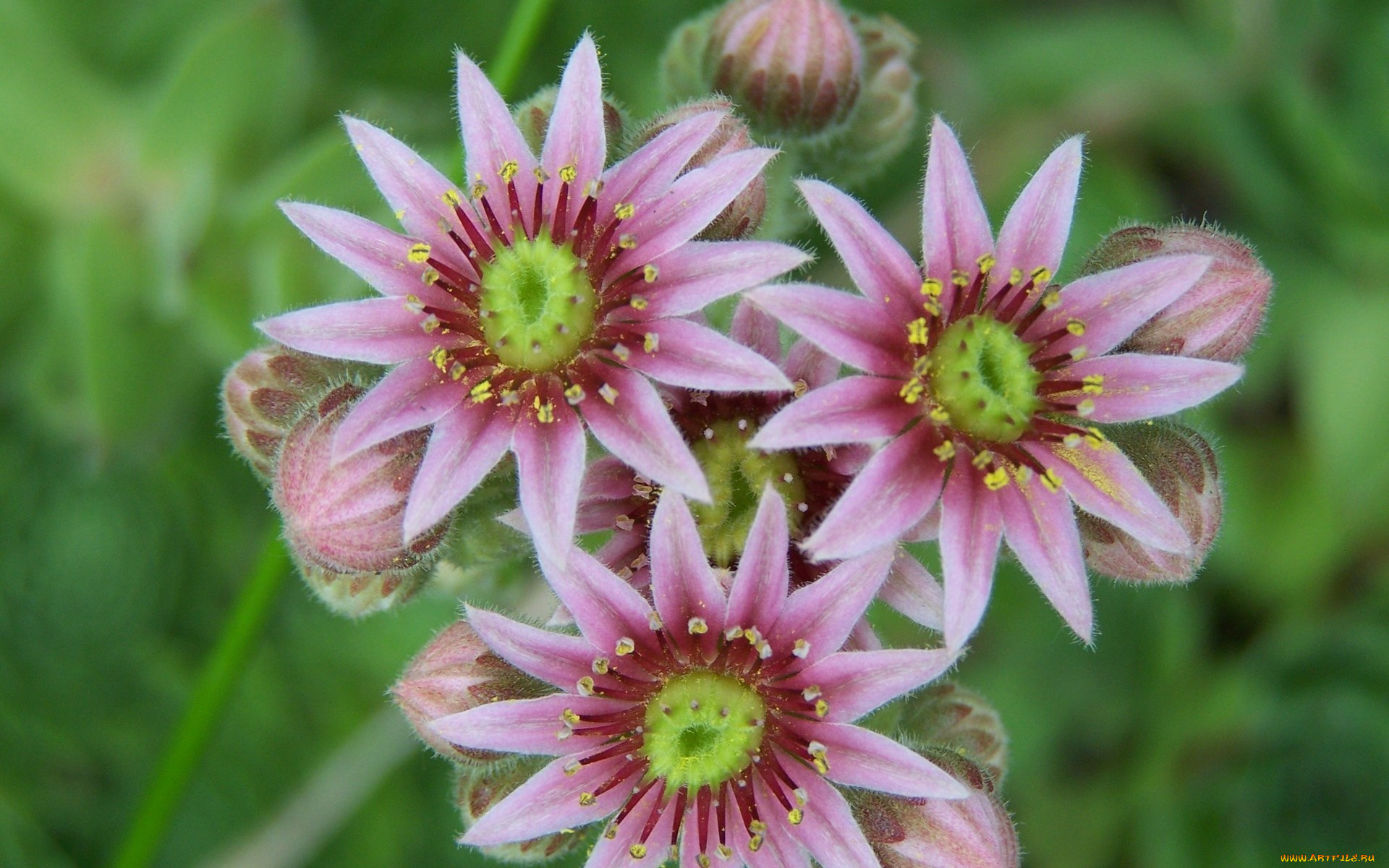 цветы, луговые, полевые, лепестки