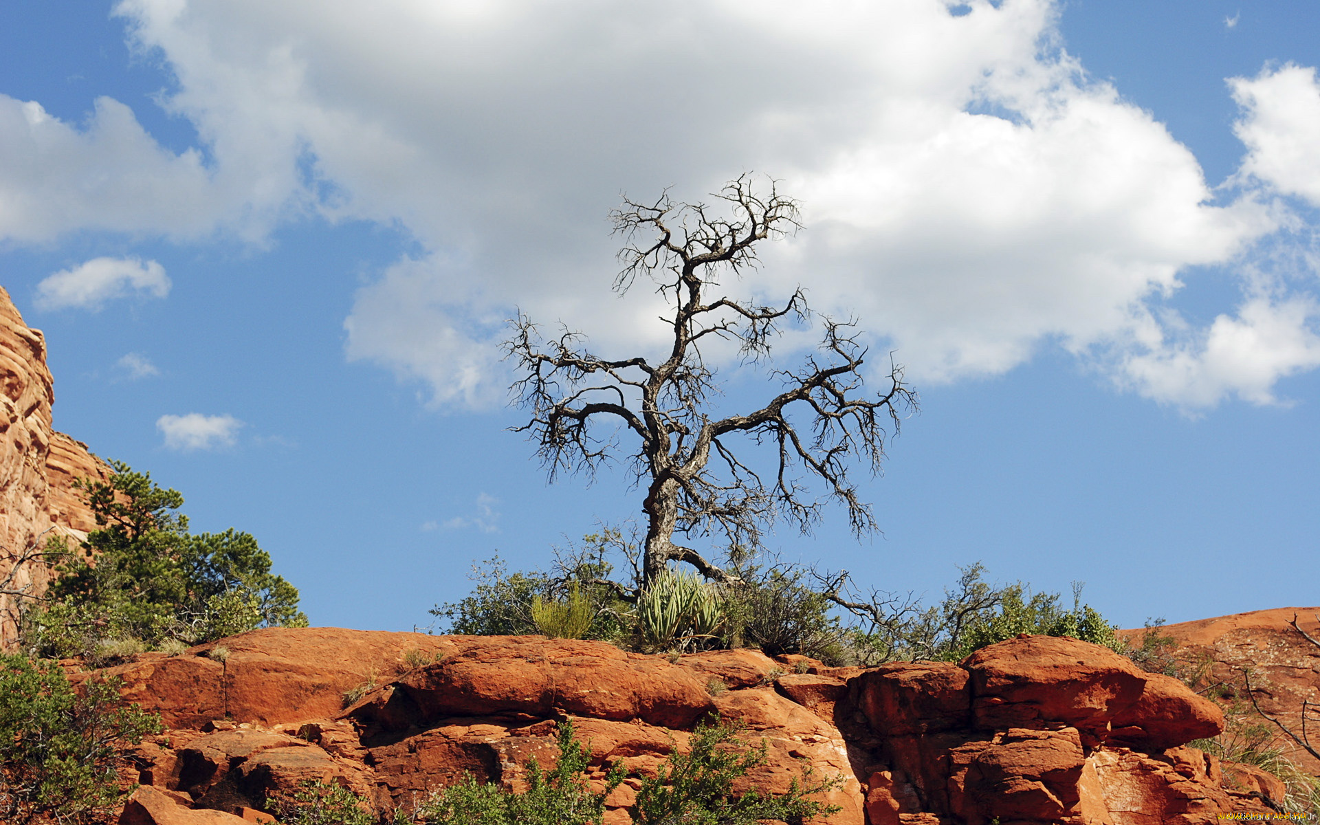 природа, деревья, облака, камни