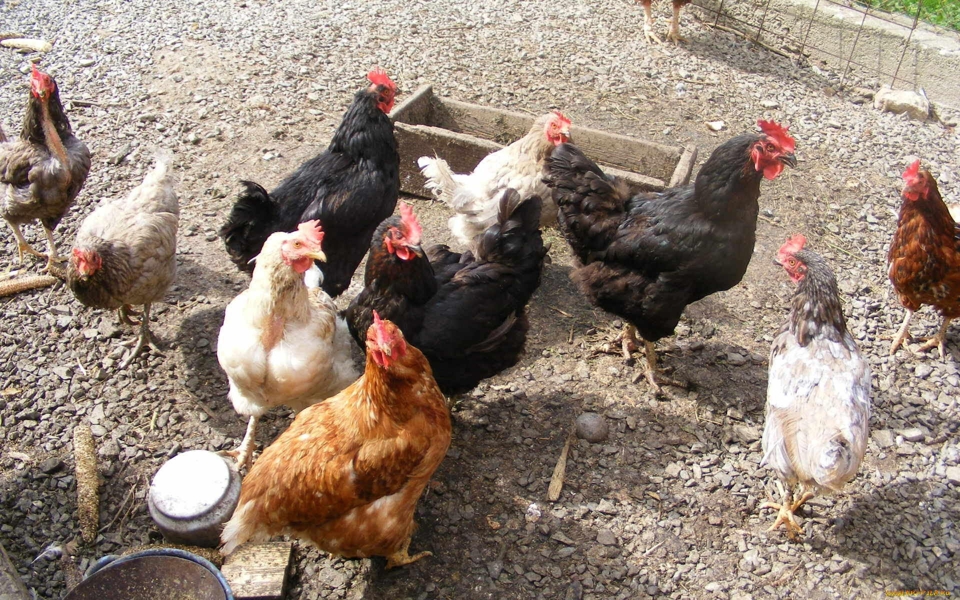 животные, куры, петухи, двор