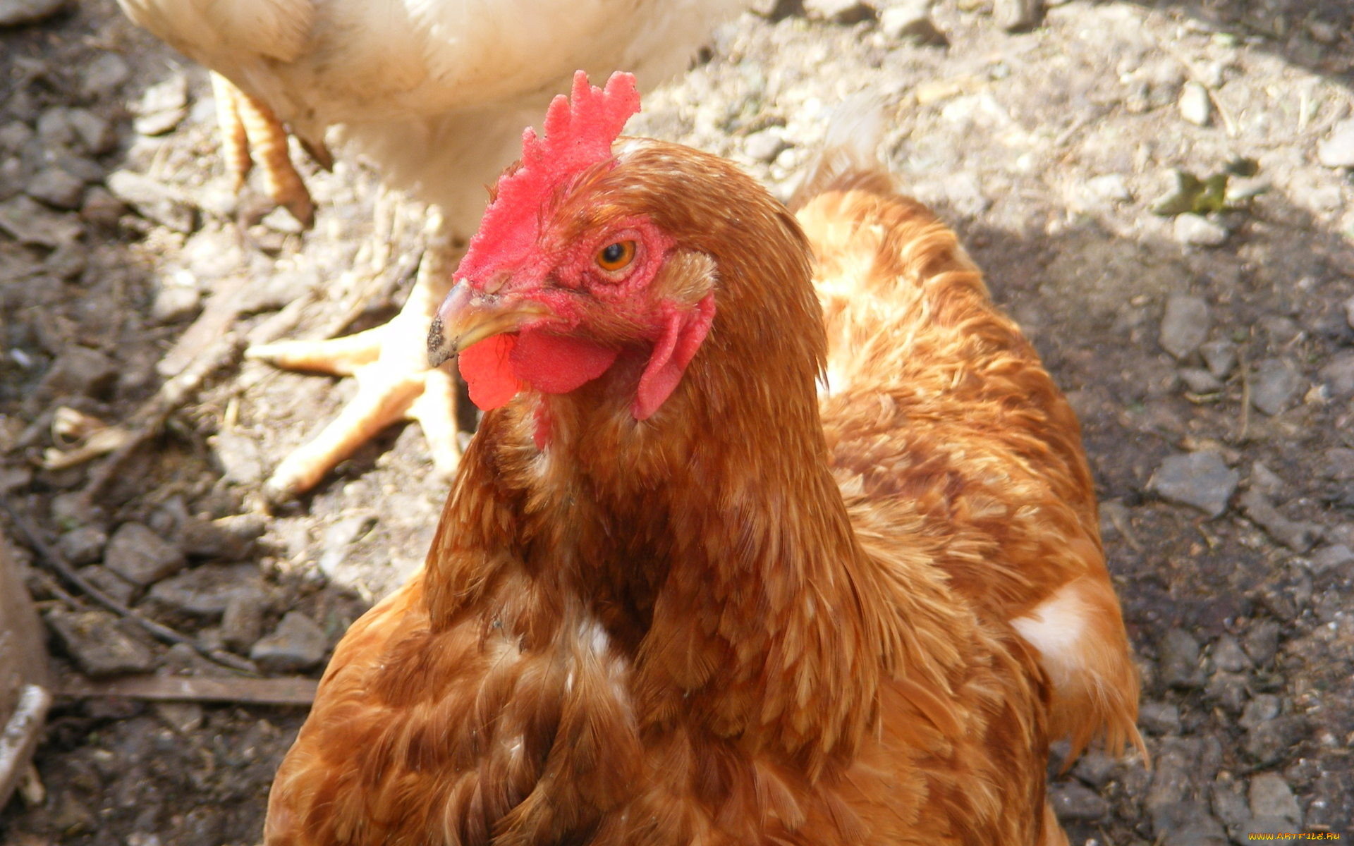 животные, куры, петухи, рыжий