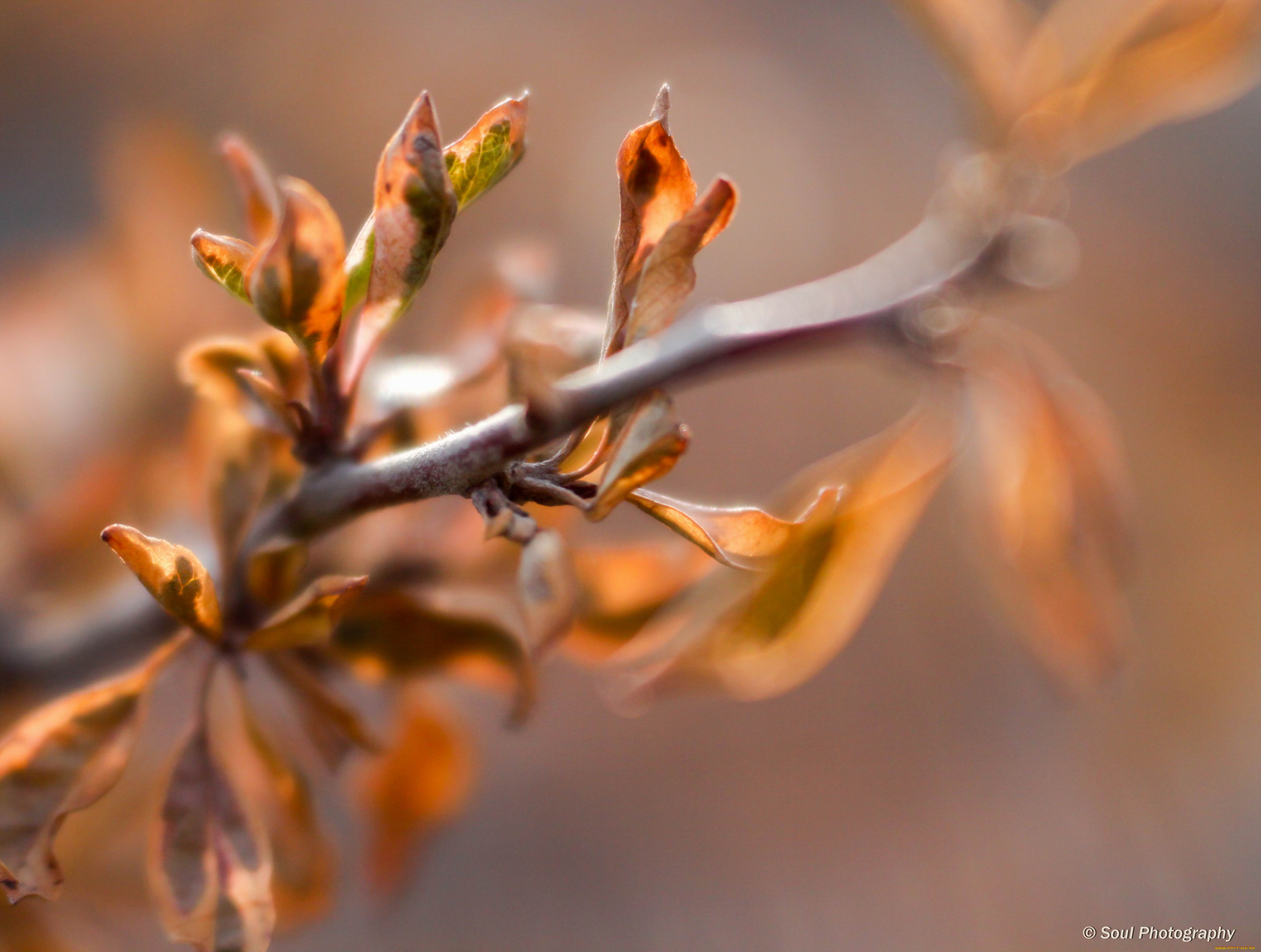 природа, макро, обои, листья