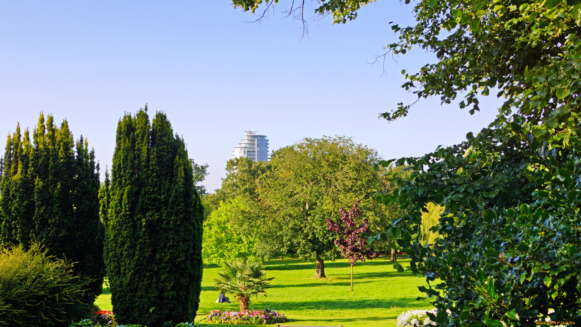 англия, кройдон, парк, природа, цветы, кусты