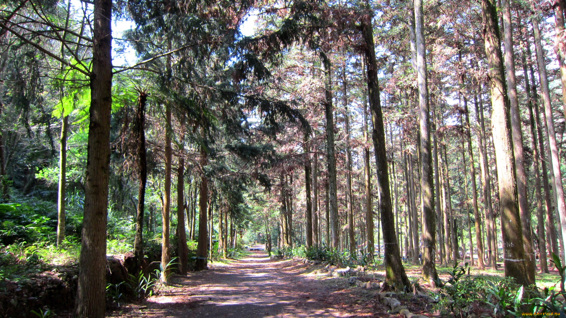 природа, дороги, стволы, дорога, лес