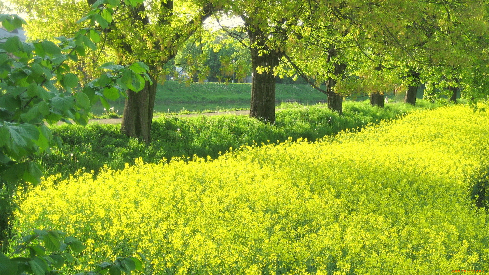 природа, луга, деревья, луг, цветы