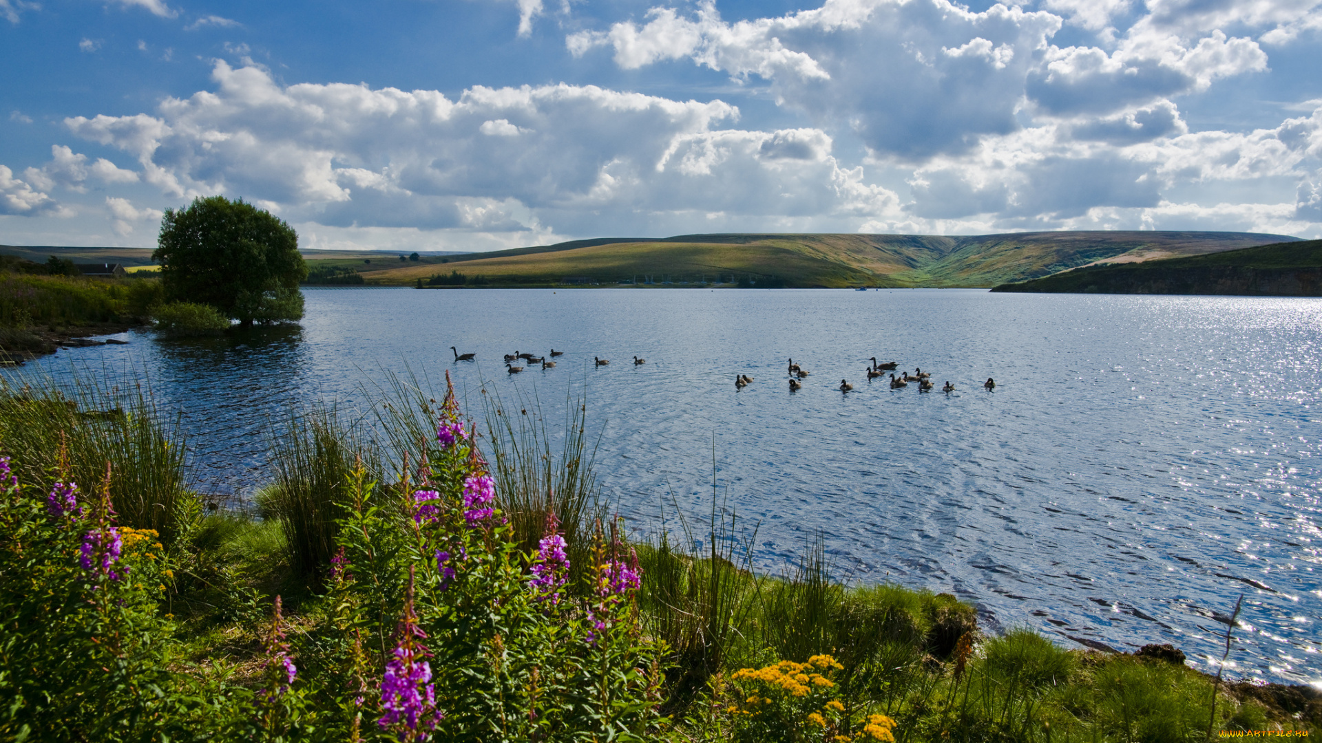 природа, реки, озера, озеро, птицы, цветы, лето