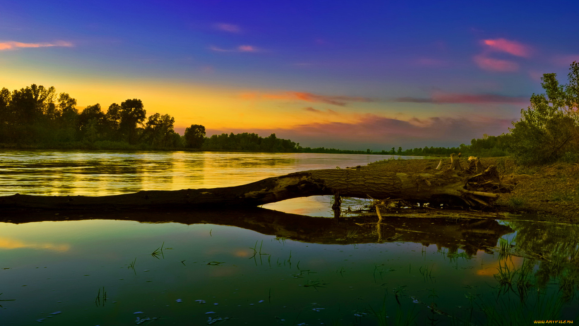 природа, реки, озера, река, лес, заводь, коряга