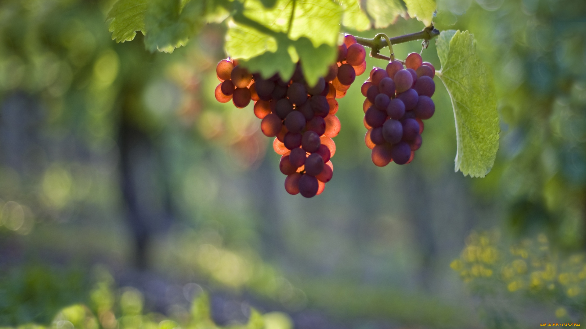 природа, Ягоды, виноград, ягоды, гроздь, свет, лоза