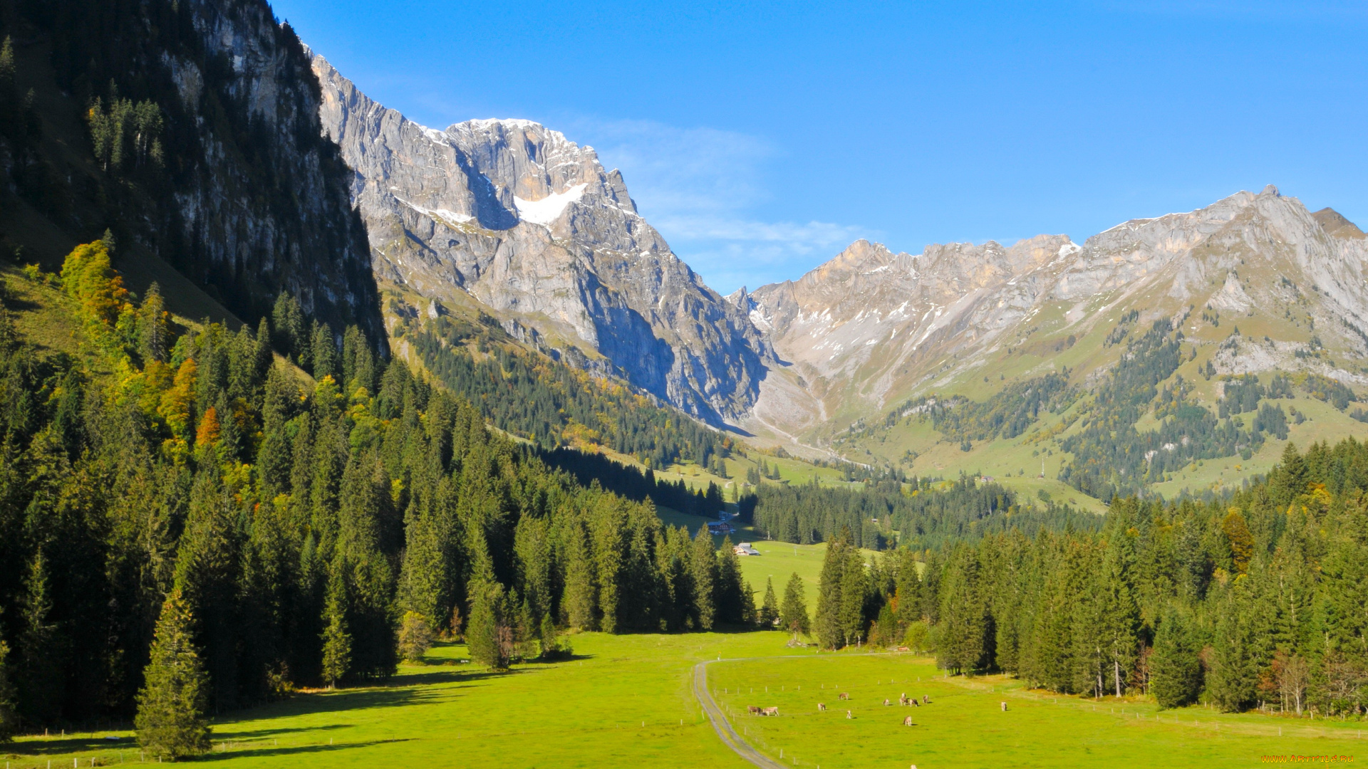 швейцария, обвальден, энгельберг, природа, горы, ели, трава