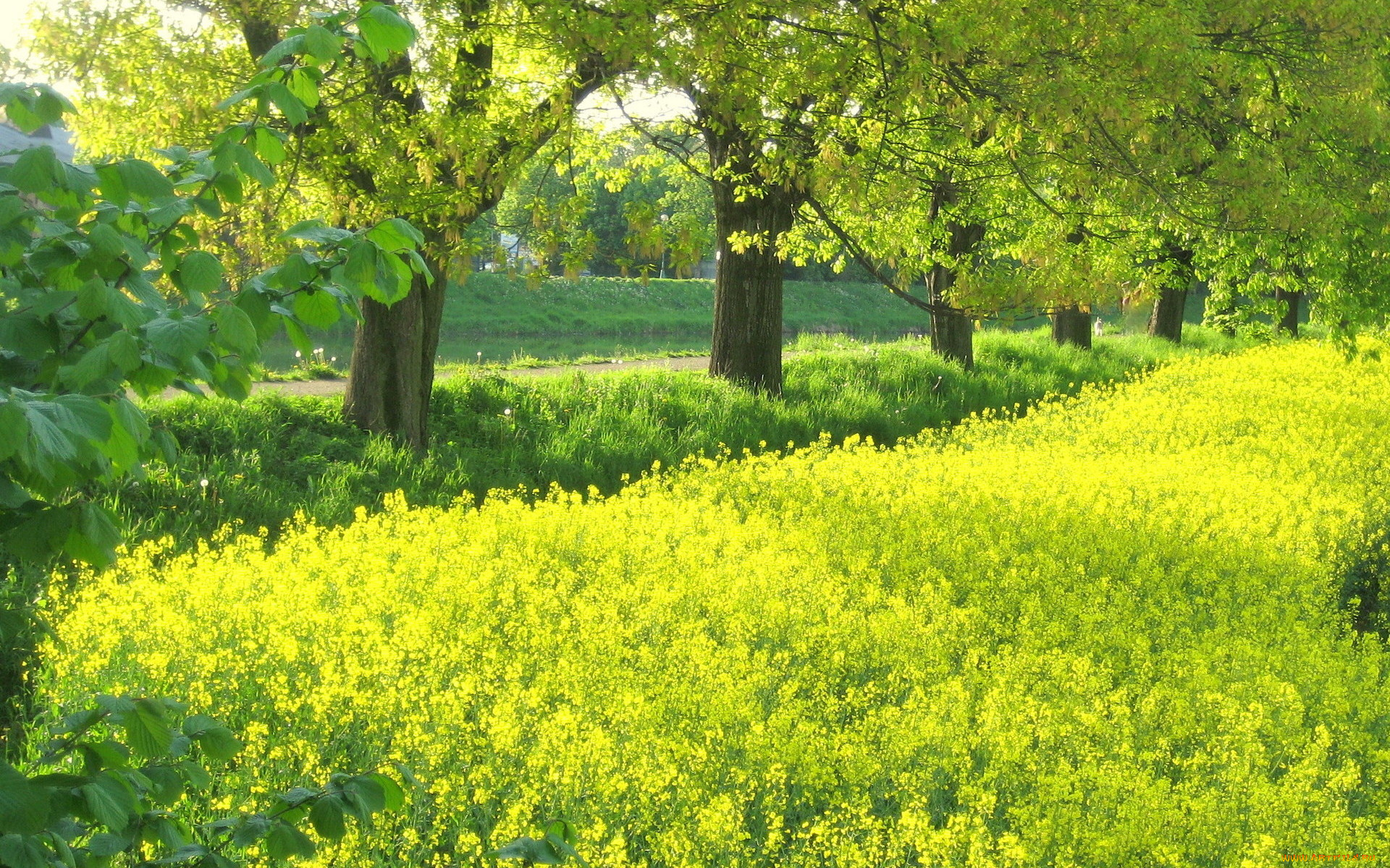 природа, луга, деревья, луг, цветы