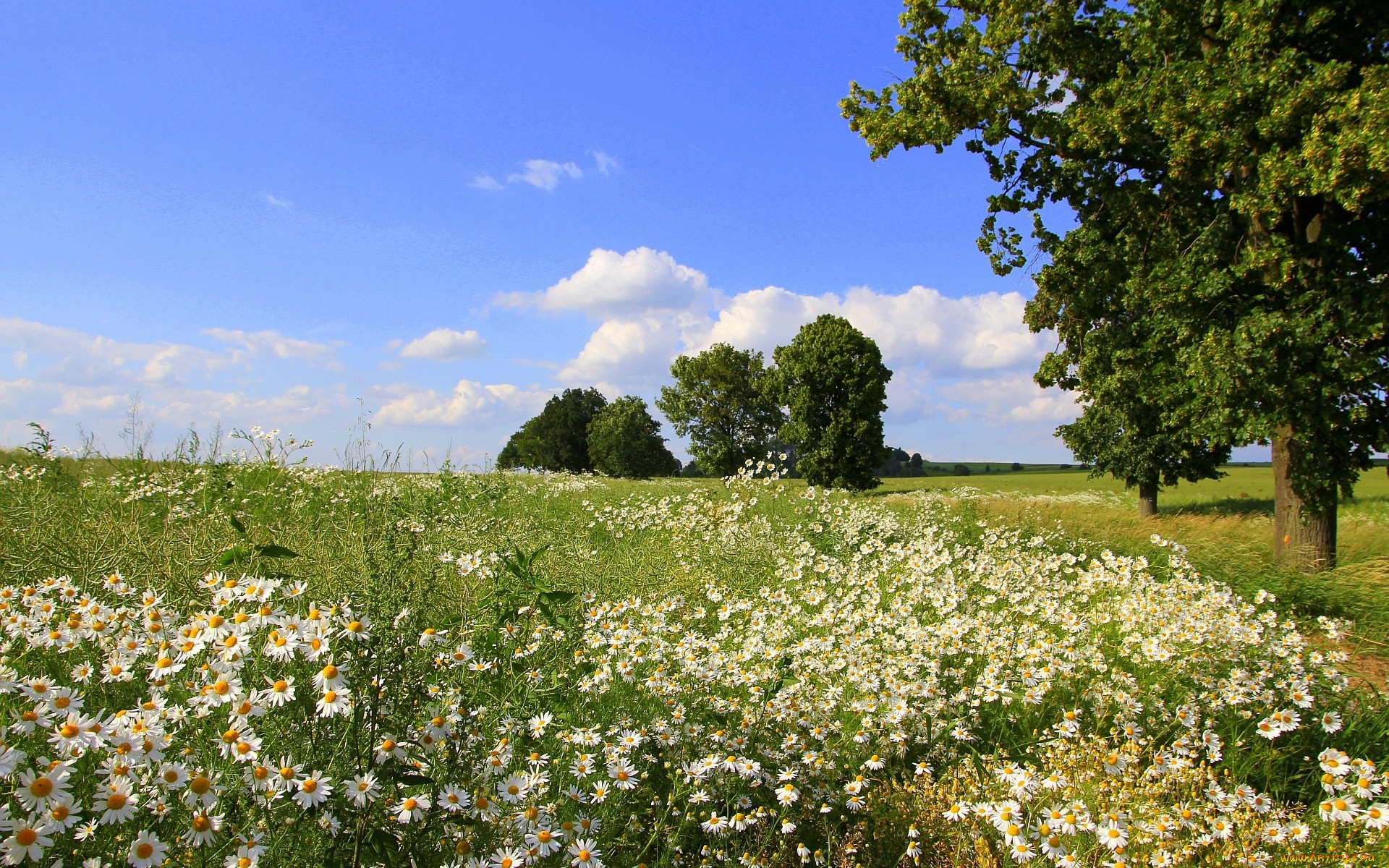 природа, луга, луг, ромашки, лето