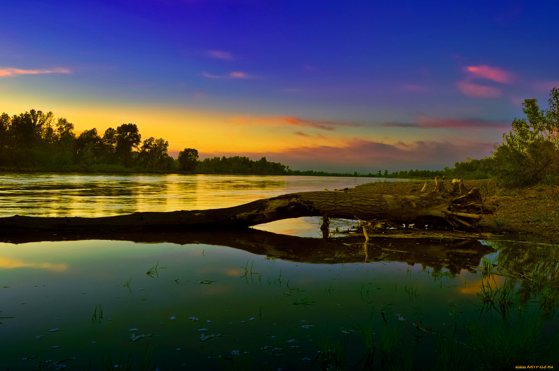 природа, реки, озера, река, лес, заводь, коряга