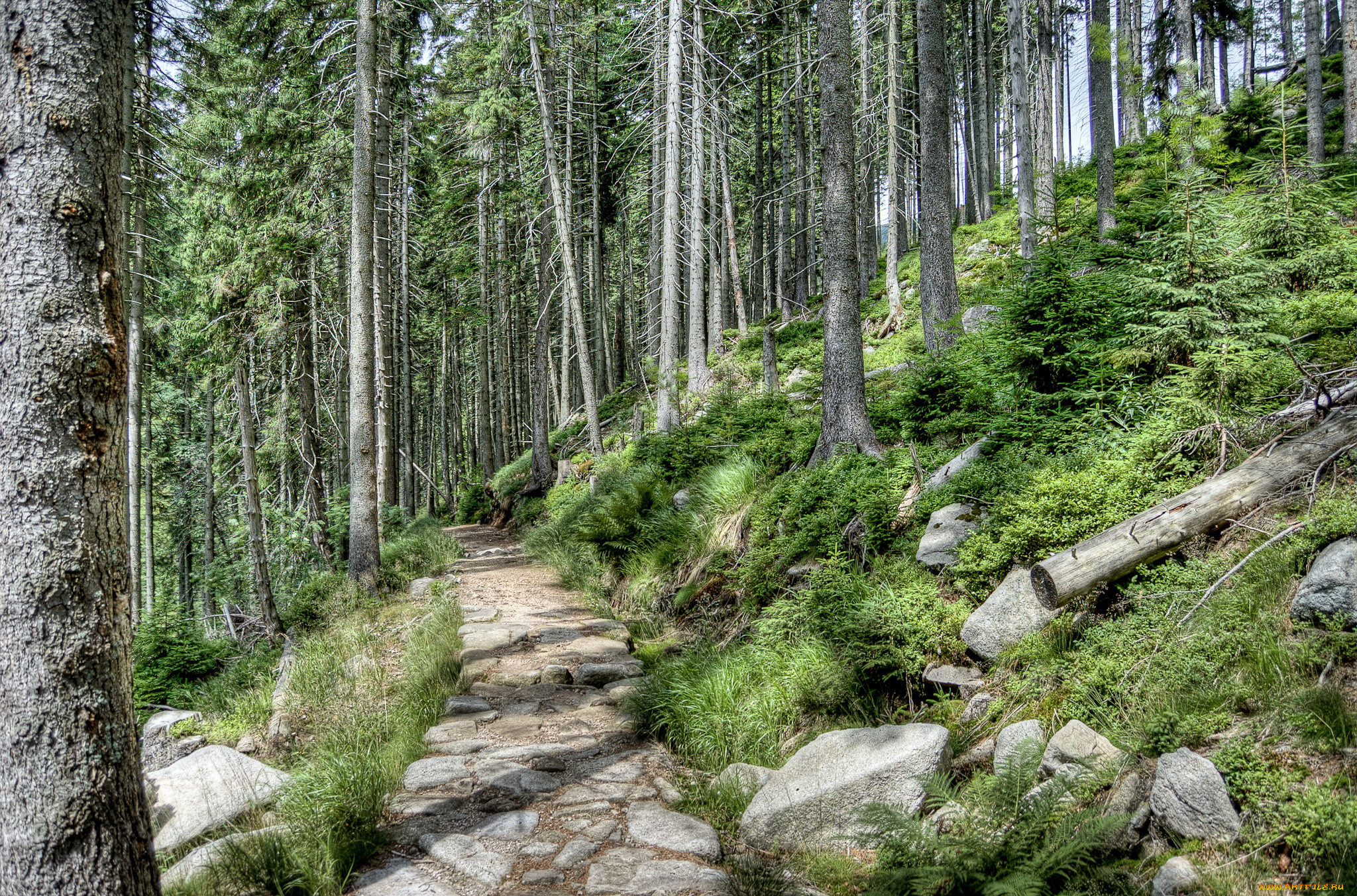 horni, mise&, 269, ky, Чехия, природа, лес, деревья