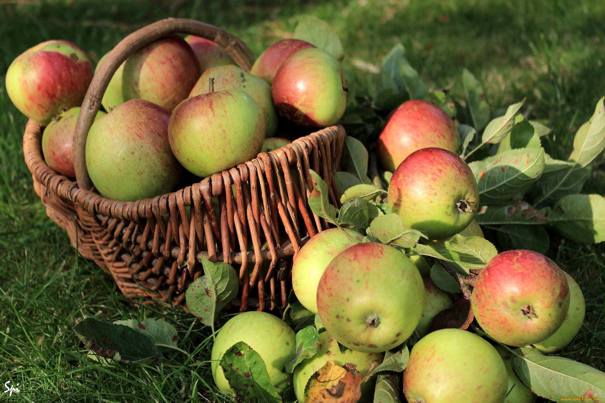 еда, Яблоки, корзина, плоды