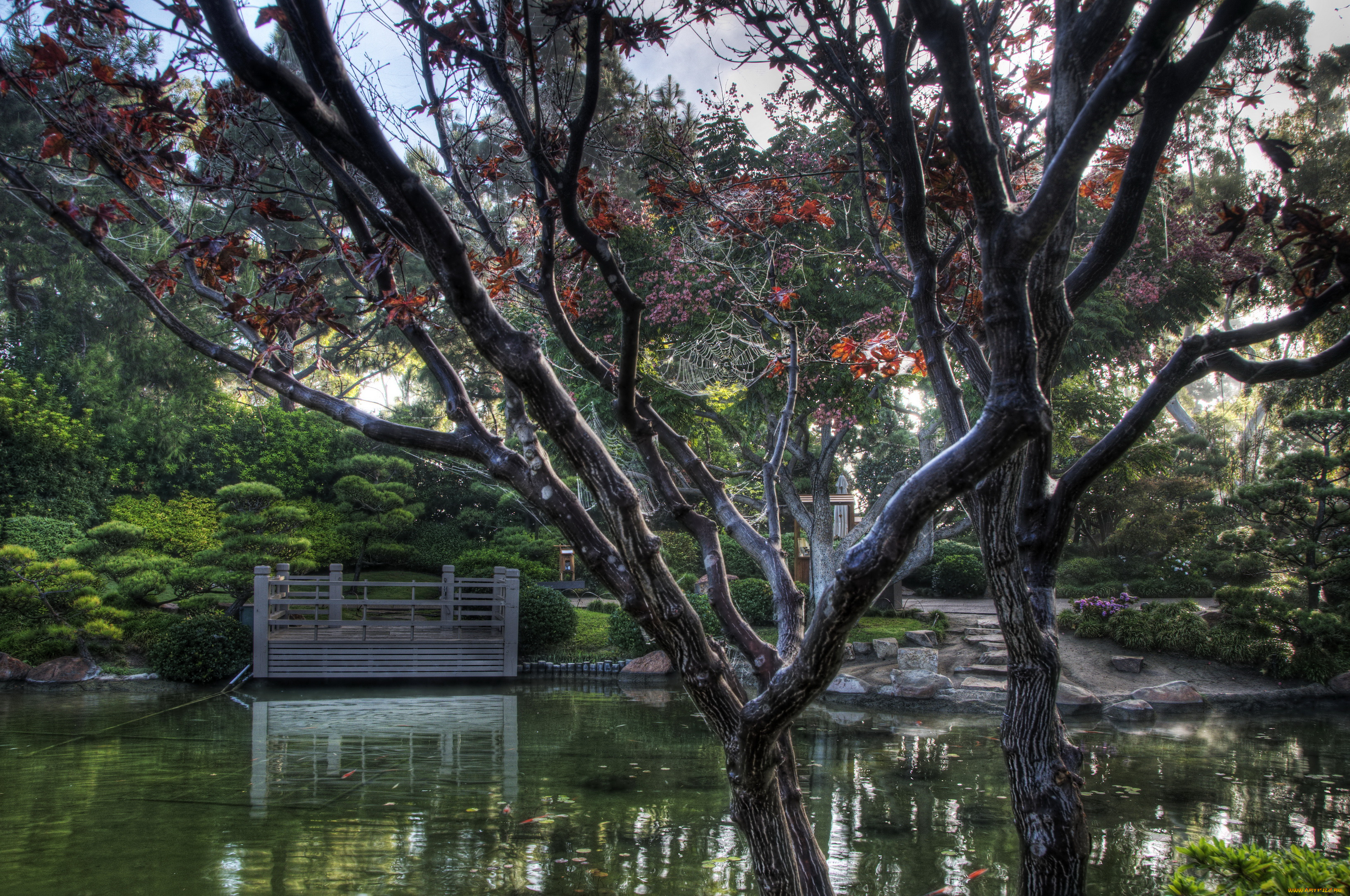 earl, burns, miller, japanese, garden, california, usa, природа, парк, сад, пруд, растения