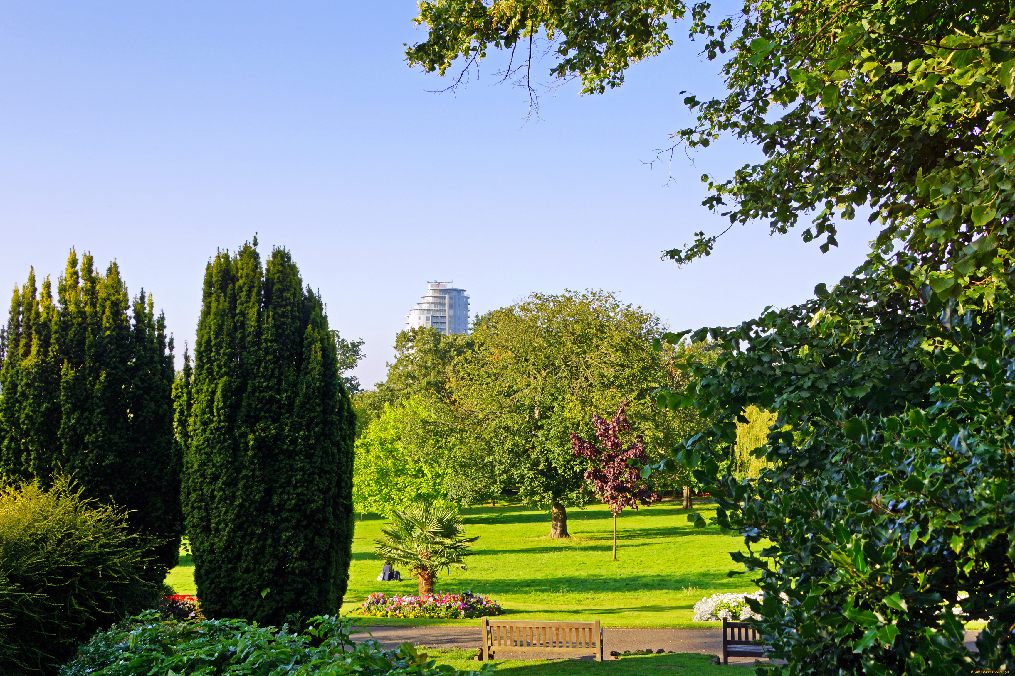 англия, кройдон, парк, природа, цветы, кусты