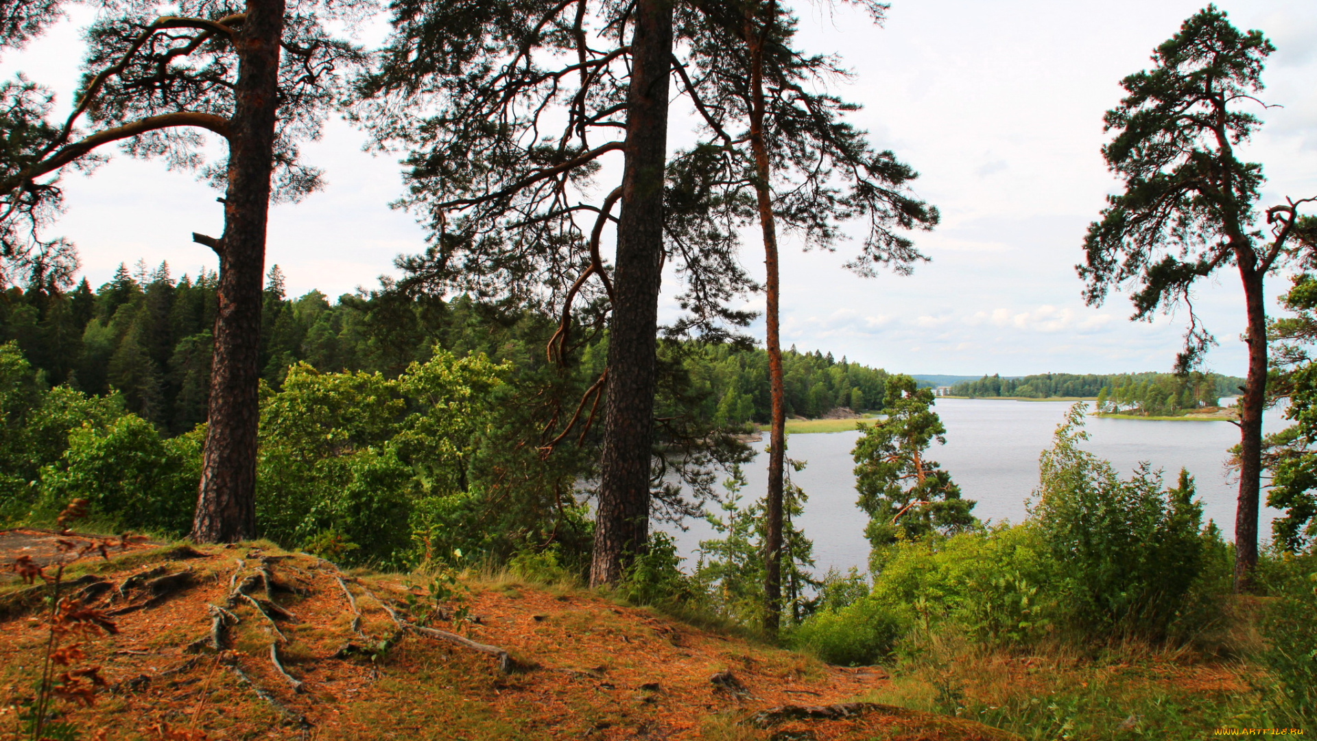 парк, монрепо, выборг, природа, реки, озера, парк, деревья, река, выборг, монрепо